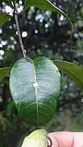 Feuille de Condylocarpon guyanense (face supérieure et latex)