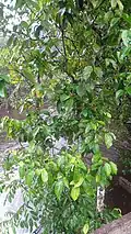 Pied de Sagotia racemosa au bord de la crique Mataroni (Régina, Guyane)