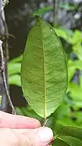 Feuille de Malouetia tamaquarina (face inférieure)