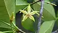 Fleur de Malouetia tamaquarina