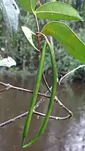 Fruit immature de Malouetia tamaquarina
