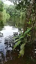 Pied de Spathiphyllum humboldtii au bord de la Mataroni (Régina, Guyane)