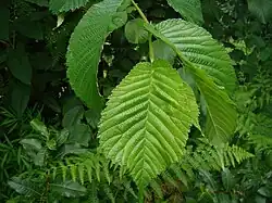 Feuilles.