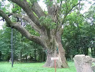 Le chêne Bartek
