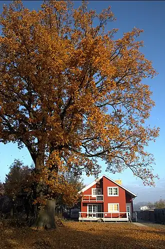 Cisie (Mińsk)