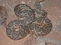 Daboia mauritanica