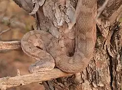 forme décolorée de Daboia mauritanica, très fréquente