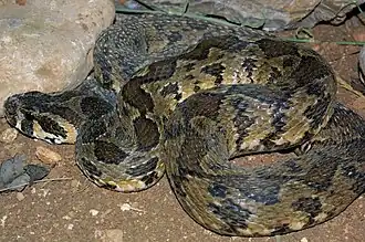 Daboia palaestinae