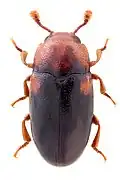 Dacne bipustulata