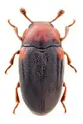 Dacne rufifrons