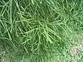 Feuilles de Dacrydium beccarii