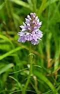 Orchis tacheté, Xonrupt.