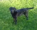 Un labrador noir.