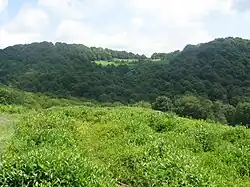 Plantation de thé.