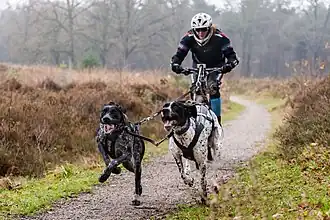 Deux greysters tirant un kart.