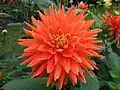 Dahlia 'Vulkan'.