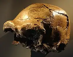 Homme de Daka(Homo ergaster)
