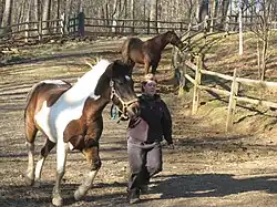 Cheval blanc et marron qui suit une femme.
