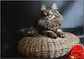 Angora turc brown blotched tabby.