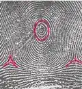 verticille
