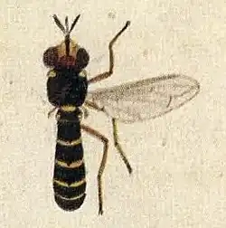 Dalmannia aculeata