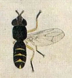 Dalmannia marginata