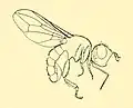 Dalmannia