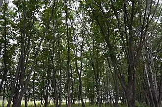 Forêt dans le raïon.