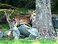 Daims dans le parc