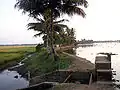 Rizière en bordure de canal