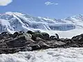 Roquerie de manchots papous à la Pointe Damoy. En arrière plan les montagnes de l'île Anvers