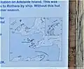 Détail du panneau historique : plan de la Pointe Damoy