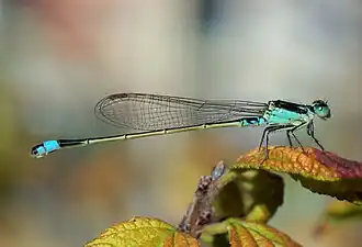 La demoiselle.
