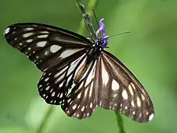 Danaus ismare