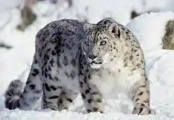 Photographie d'un léopard des neiges dans son habitat naturel enneigé, ses tâches sur le pelage permettant de le différencier des autres léopards