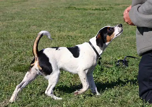 Chien de ferme dano-suédois