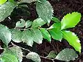 Illawarra socketwood, feuilles de taillis