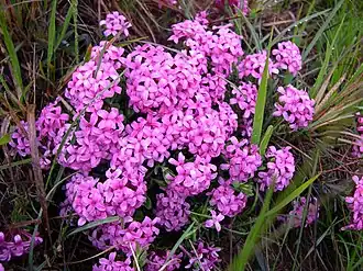 Daphné camélée : inflorescences