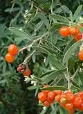 Fruits