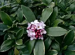 Inflorescence
