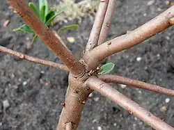 Ramification