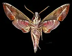 Daphnis hypothous hypothous ♂  △