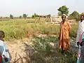 Plantation de haie vive (Jatropha et Ziziphus mauritiana)