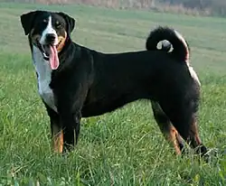 Bouvier d'Appenzell.