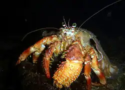 Dardanus gemmatus