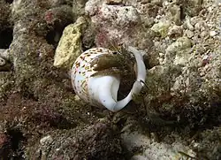 Dardanus scutellatus