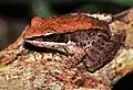 Hylarana nigrovittata