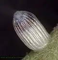 œuf