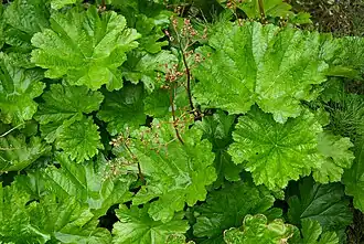 Description de l'image Darmera_peltata_A.jpg.