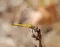 Femelle - corps jaune.